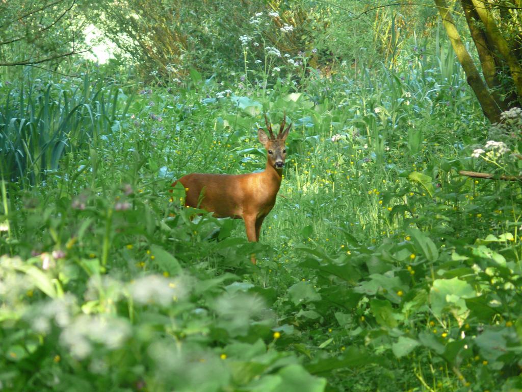 فندق De Brabantse Biesbosch فيركيندام المظهر الخارجي الصورة