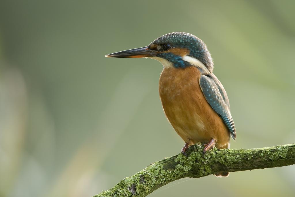فندق De Brabantse Biesbosch فيركيندام المظهر الخارجي الصورة